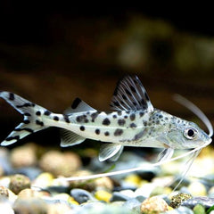Pimelodus pictus Gevlekte Pimelodus M