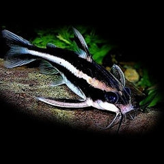 Platydoras costatus M @
