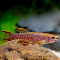 Aphyosemion gardneri Tandkarper L