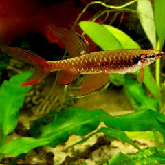 Copella arnoldi Spatzalm M