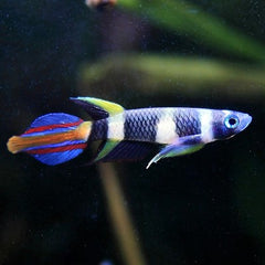Epiplatus annulatus Tandkarper 2 cm.