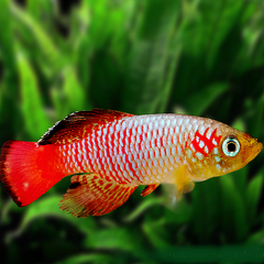 Nothobr.guentheri red Tandkarper L