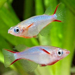 Oryzias woworae Rijstvisje L @