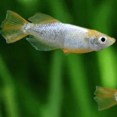 Oryzias latipes tomoki 3 cm.