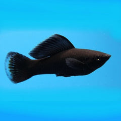 Poec.sphenops Black molly ML