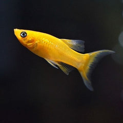 Poec.sphenops Molly gold lierstaart M