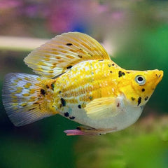 Poec.sphenops Ballonmolly luipaard M