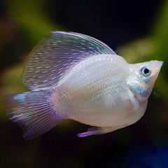 Poec.sphenops Ballonmolly Zilver M