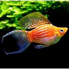 Poec.sphenops Ballonmolly golddust M