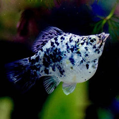 Poec.sphenops Ballonmolly dalmatier M