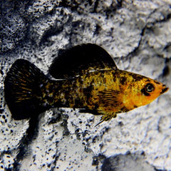 Poec.velifera Hoogvinkarper luipaard M