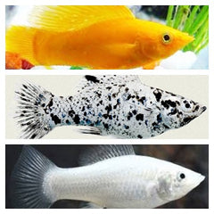 Poec.velifera Hoogvinkarper mix ML