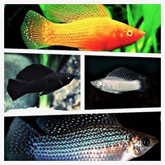 Poec.velifera Hoogvinkarper mix L