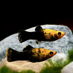 Poecilia sph. Molly panda gold/black M