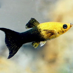 Poecilia sph. Molly panda gold/bl.lierst