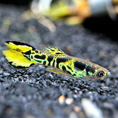 Poecilia ret. Guppy endler tijger