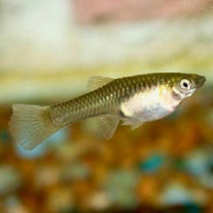 Poecilia ret. Guppy endler vrouw L