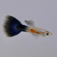 Poecilia ret. Guppy purple queen M