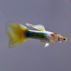 Poecilia ret. Guppy yellow tuxedo M