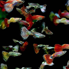 Poecilia ret. Guppy mix XL