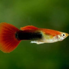 Poecilia ret. Guppy red tuxedo M