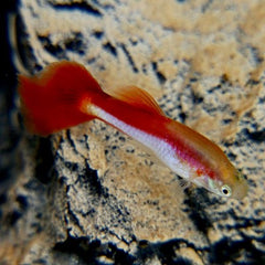 Poecilia ret. Guppy red silver
