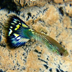 Poecilia ret.-Guppy blue mosaic 3,5 cm.