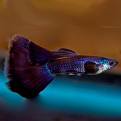 Poecilia.ret. Black moscow guppy