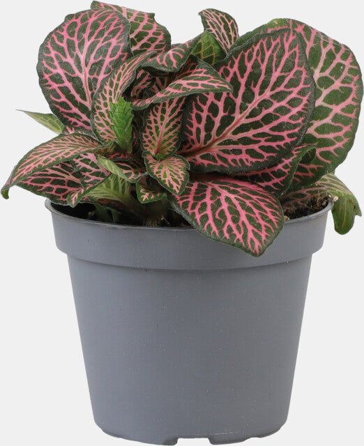 PT-Fittonia Pink Specik
