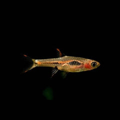 Rasbora boraras merah Rode rasbora M @