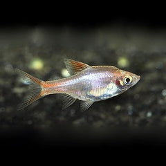 Rasb.heteromorpha Kegelvlek goud M