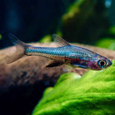 Sundadanio axelrodi neon blue SM