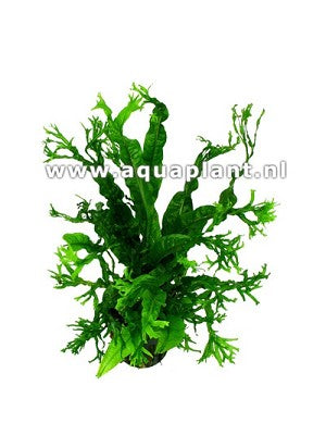 Microsorum windelov in pot