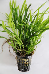 Microsorum trident in pot #