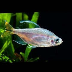 Alest.caudalis Gele kongozalm XL