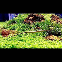 Microphis brachyurus 10-12 cm
