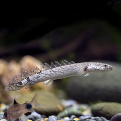 Polypterus delhezi Kwastvinaal SM