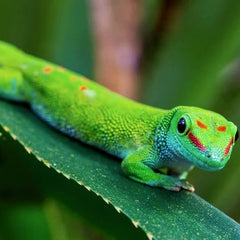 Phelsuma grandis Grandis Day Gecko
