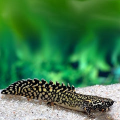 Polypterus ornatipinnis Kwastvinaal S