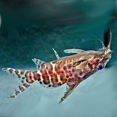 Synodontis eupterus Rugzwemmer 3,5-4