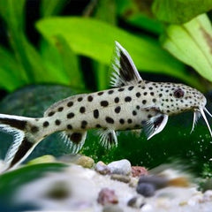 Synodontis petricola SM #