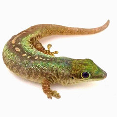 Phelsuma robertmertensi