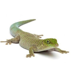 Phelsuma standingi