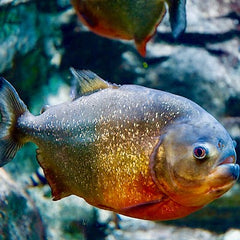 Serrasalmus nattereri Piranha S
