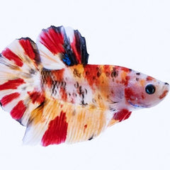 Betta splendens Betta nemo vrouw