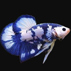 Betta splendens Betta blue panda vrouw