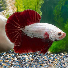 Betta Man Red dragon