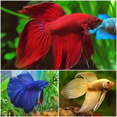 Betta splendens Betta man mix XL