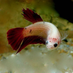 Betta splendens Betta vrouw L