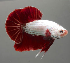 Betta splendens Betta red dragon XL